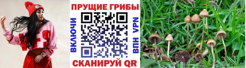 OMG рабочий сайт купить закладку Невельск Псилоцибиновые грибы Cubensis